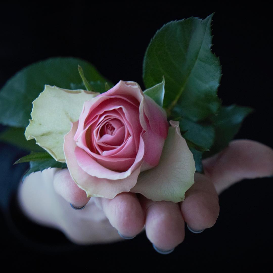 Фото В руке розовая роза с листьями
