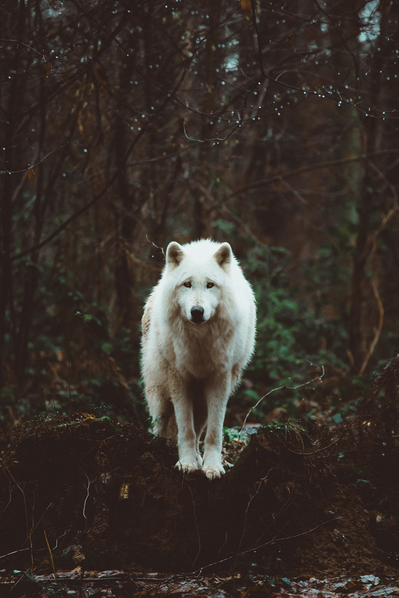 Фото Белый волк в лесу