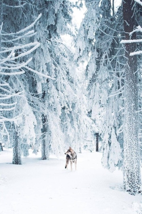 Фото Собака стоит посреди заснеженного леса