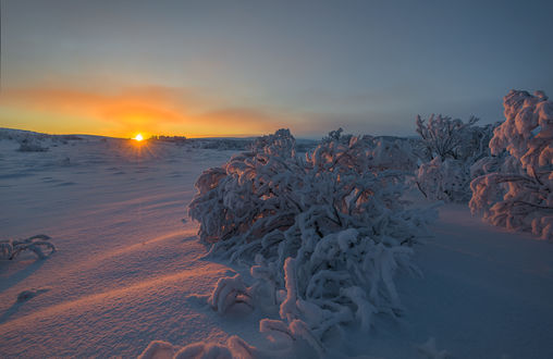 Фото мимулюс зимний закат