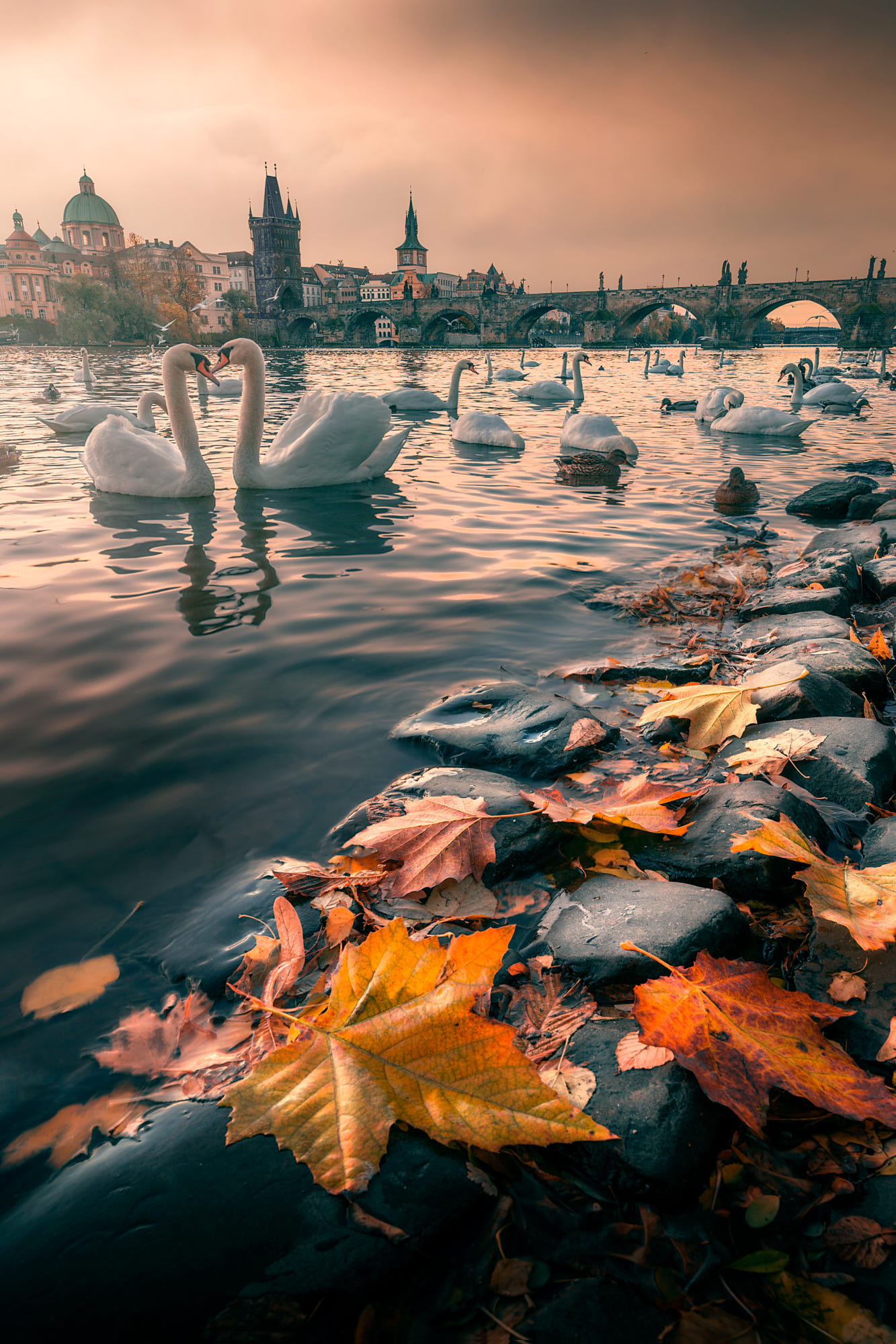 Фото Лебеди на воде, на переднем плане осенние листья на камнях, фотограф Д°lhan Eroglu