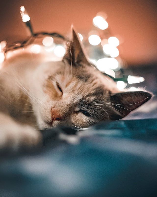 Фото Кошка спит перед светящейся гирляндой, by haveyoubeentoldtoday