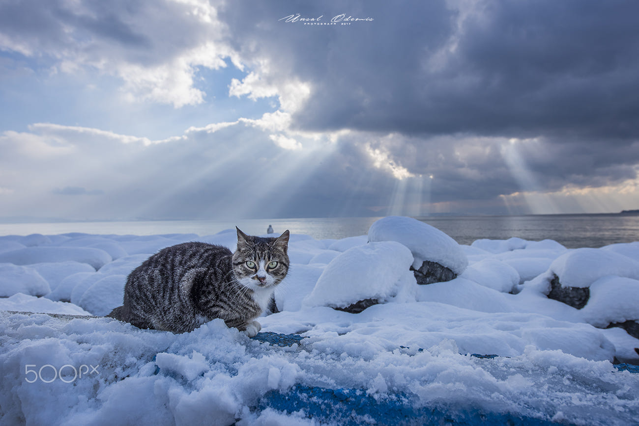 Фото Кошка на снегу. Фотограф Unsal Odemis