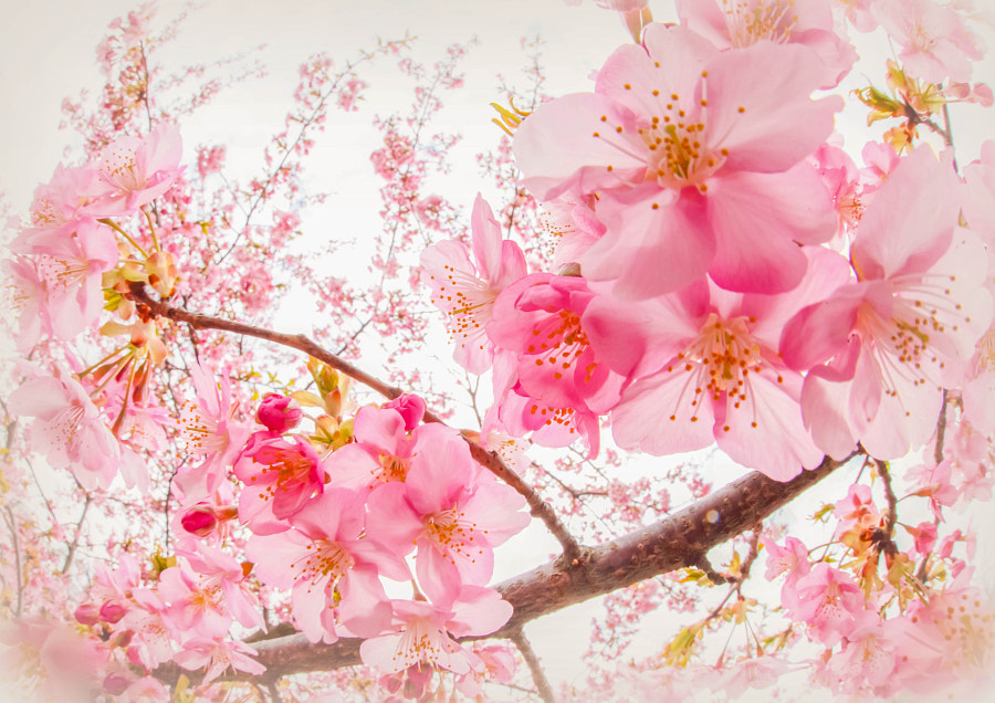 Фото Весеннее цветение сакуры, фотограф Hiroshi Araki