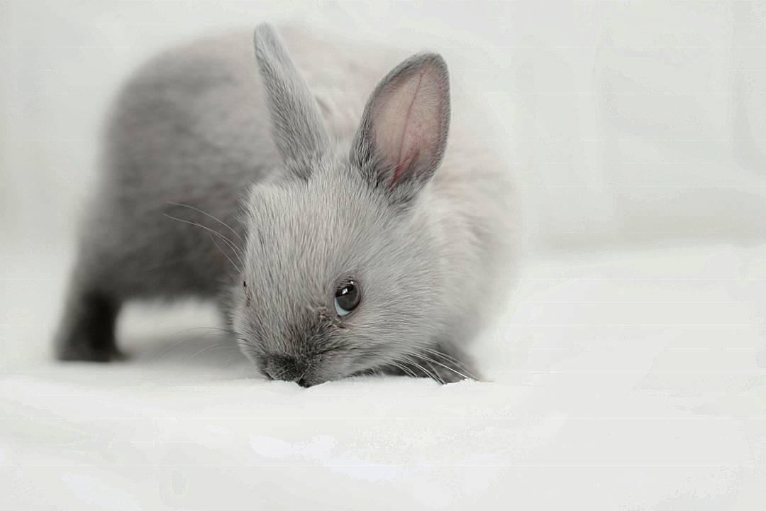 Фото Серо - белый милый кролик на снегу