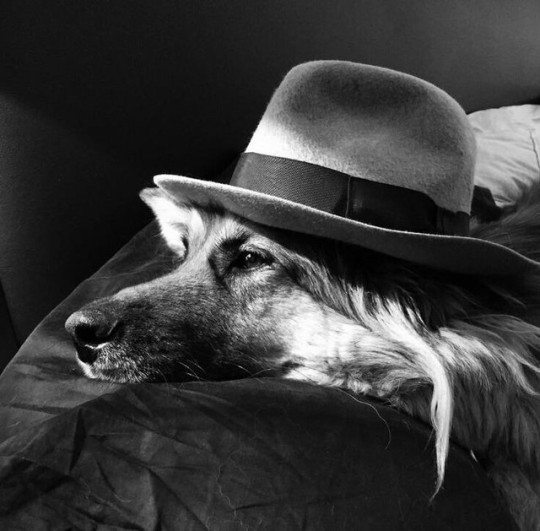 Фото Собака в шляпе на постели