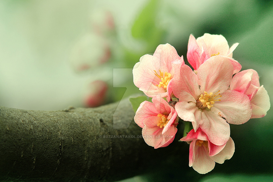 Фото Весенние цветы на дереве, by RezzanATAKOL