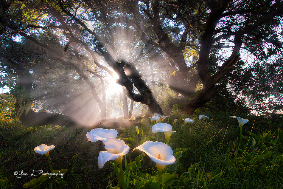 Фото Цветущие каллы в утренних лучах солнца в лесу, фотограф Yan L