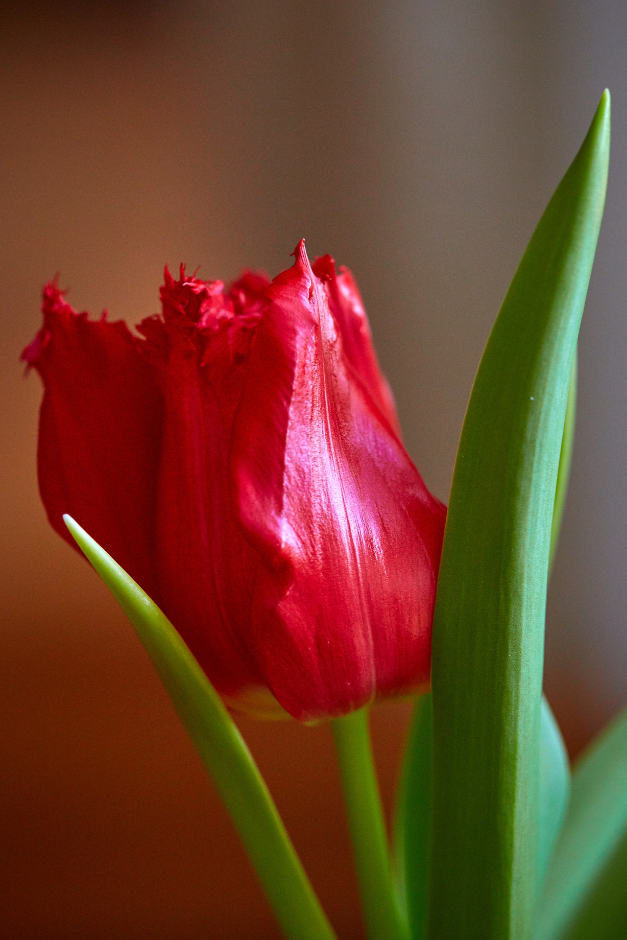 Фото Красный бутон тюльпана с листочками