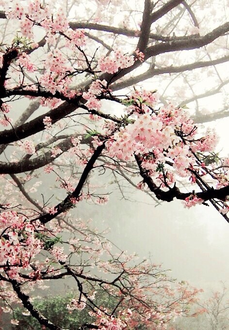 Фото Весенние цветущие ветки дерева в тумане