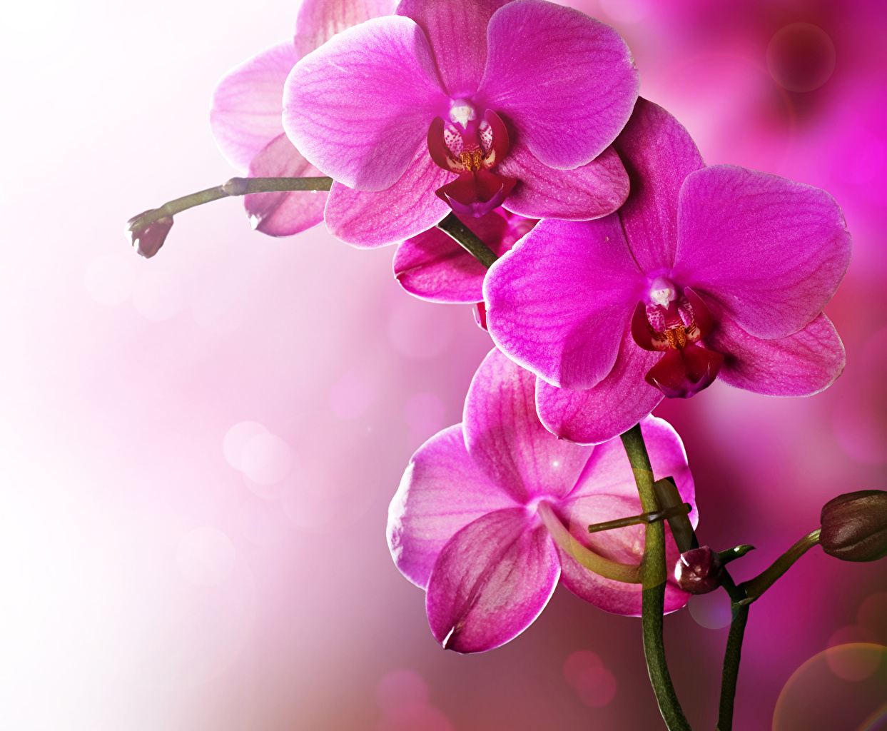 Фото Соцветие нежных орхидей