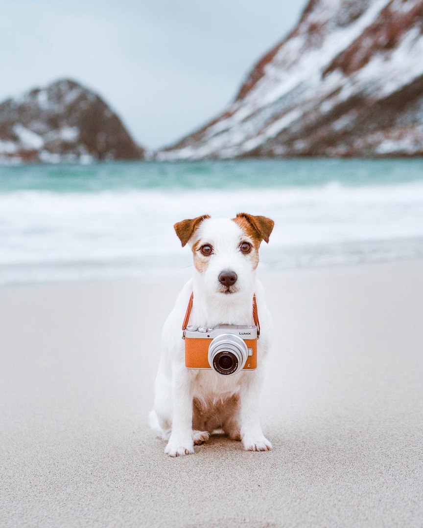 Фото Собака с фотоаппаратом на шее на морском берегу