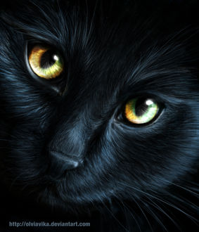 Черные Животные Фото Красивые