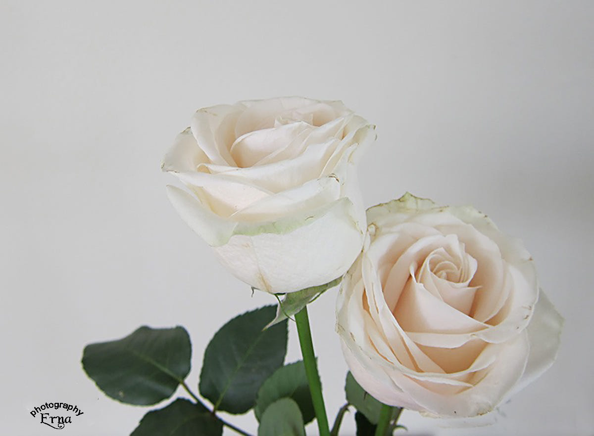 Белоснежные розы четное