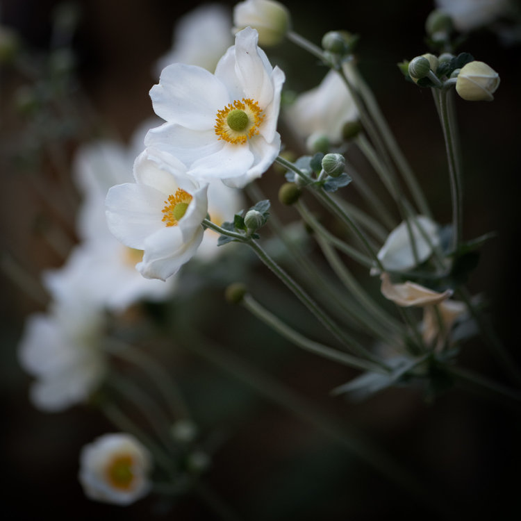 Фото Белые цветы на размытом фоне, Poppy Barach Photography