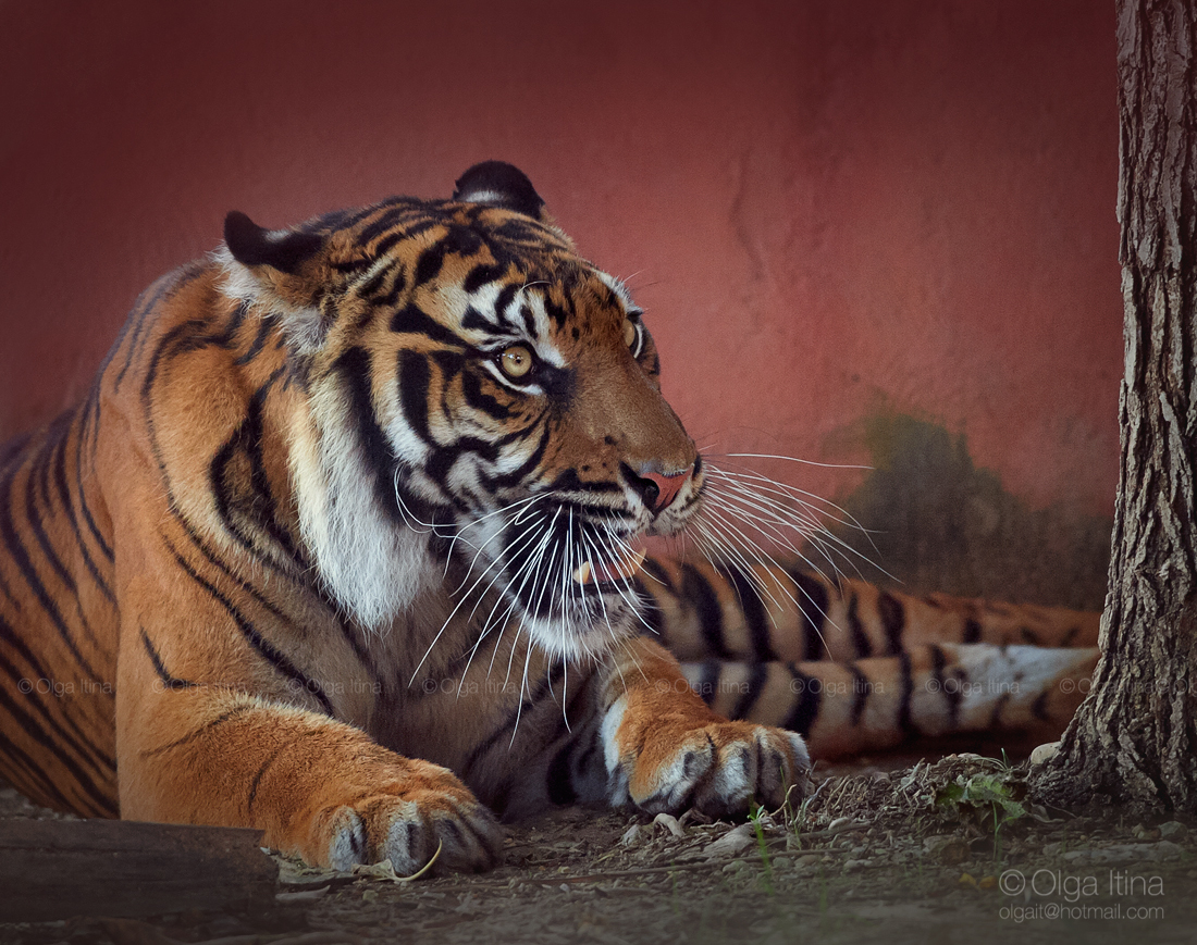 Фото Суматранский тигр лежит у дерева, фотограф Olga5