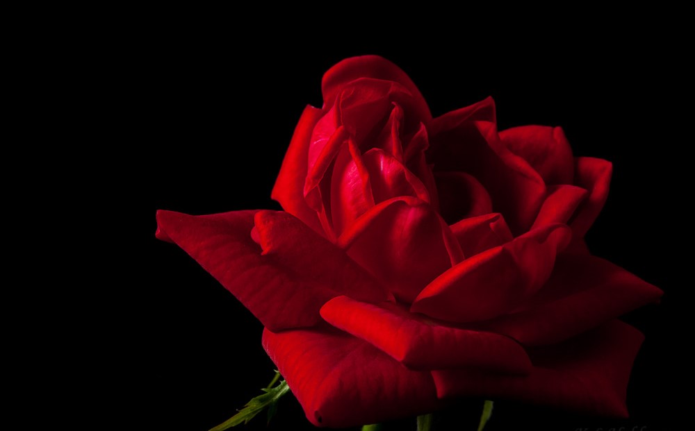 Фото Красная роза на черном фоне
