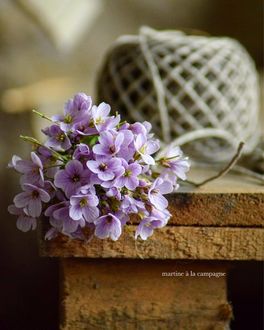 Цветок на столе никольский