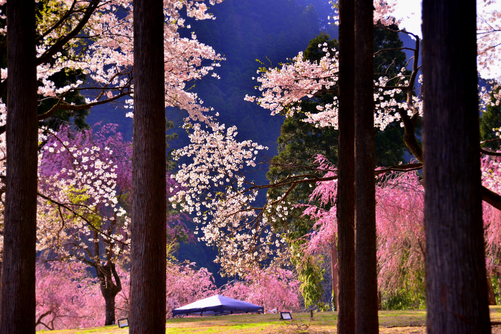 Фото Весенние цветущие деревья, by Ns gallery
