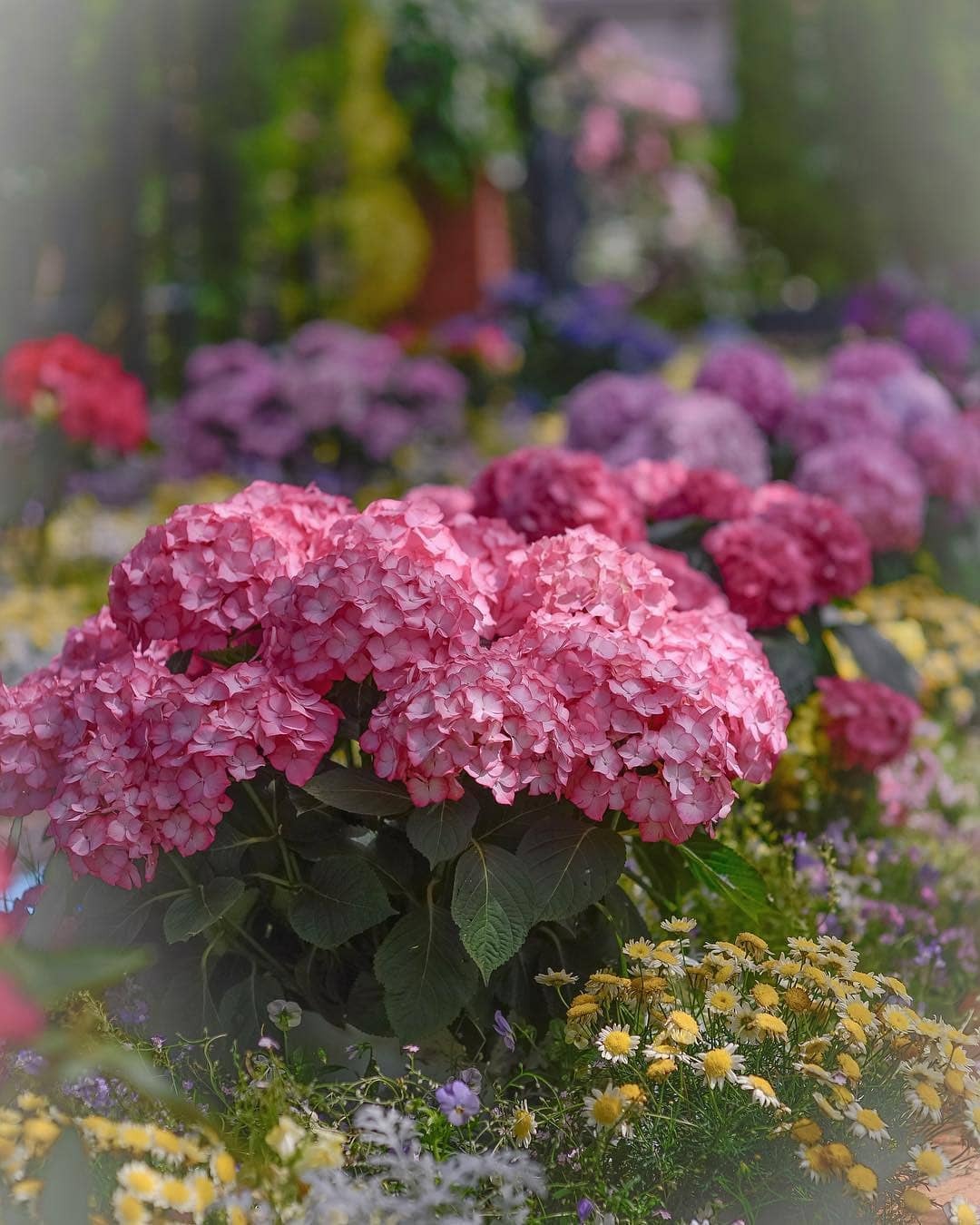 Фото Розовая гортензия среди других цветов