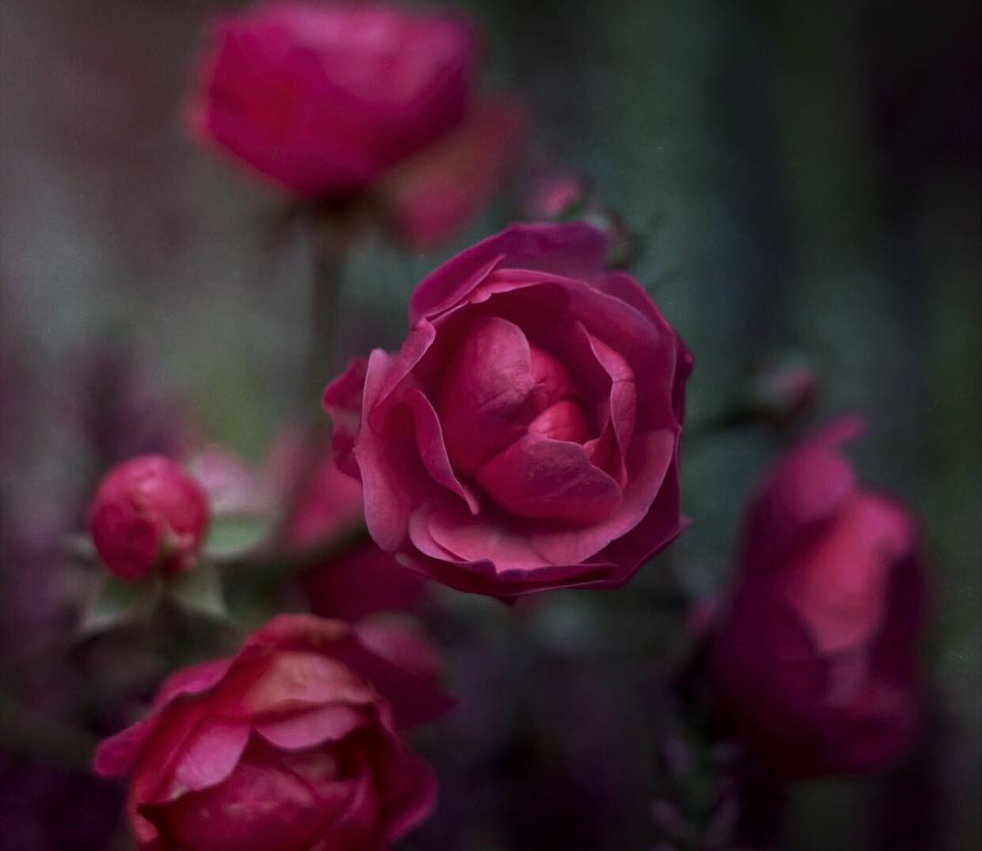 Фото Розовая роза, by gosia_oledzka