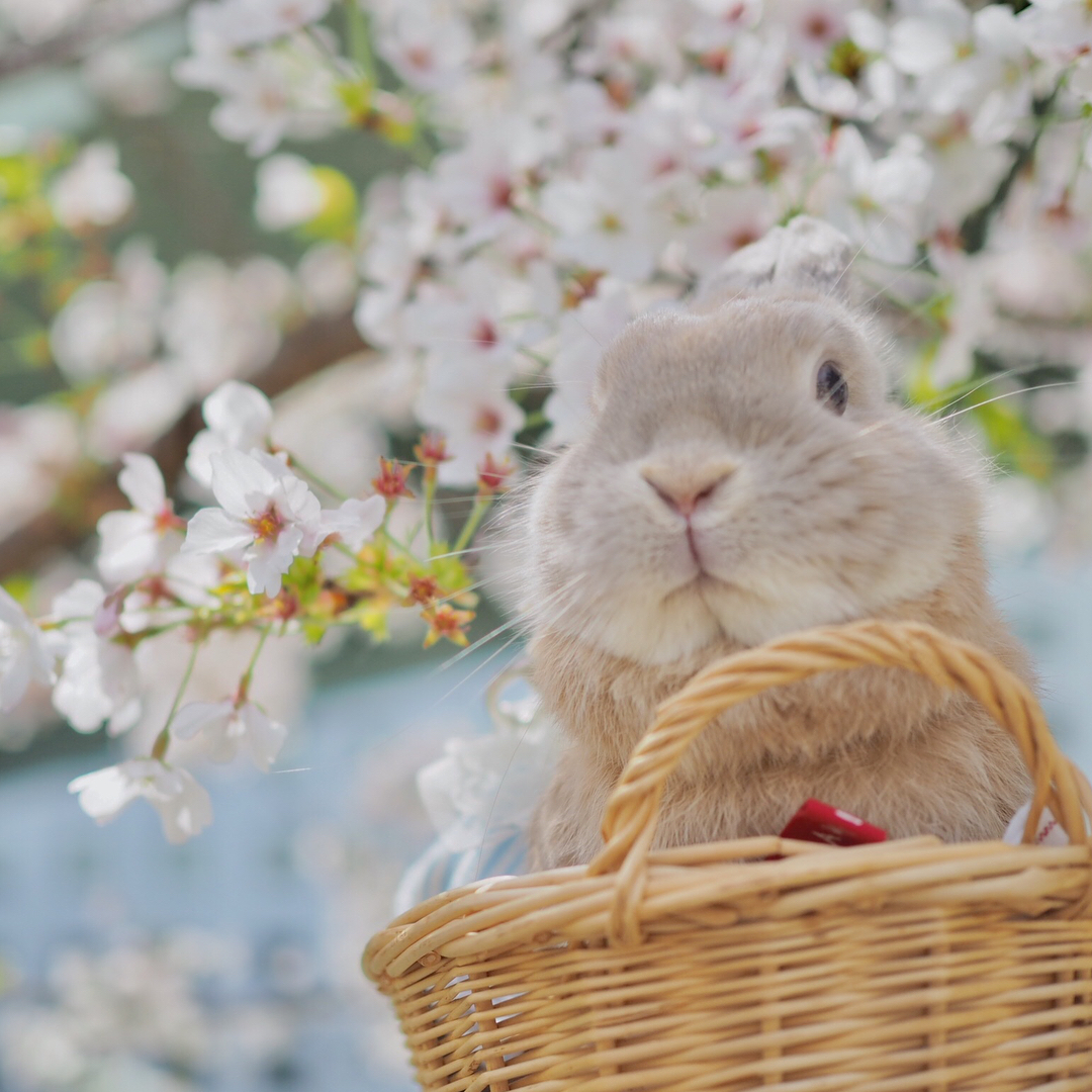 Доброе милые картинки весенние. Милые зайчики. Милый кролик. Кролик с цветами. Красивый зайчик.