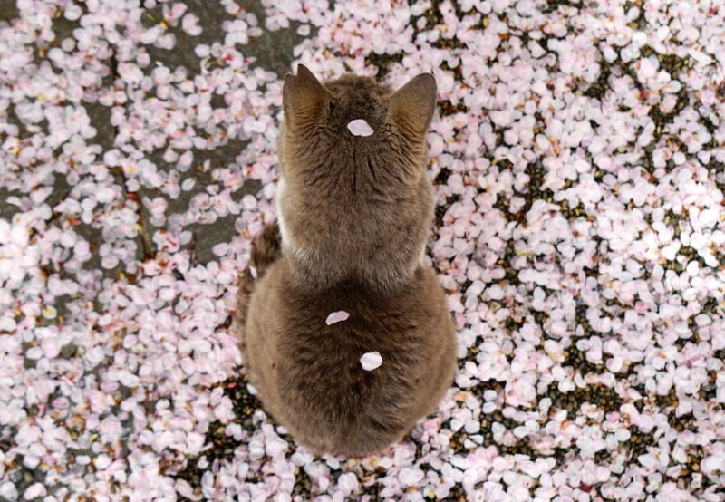 Фото Кошка сидит к нам спиной на упавших весенних цветочках