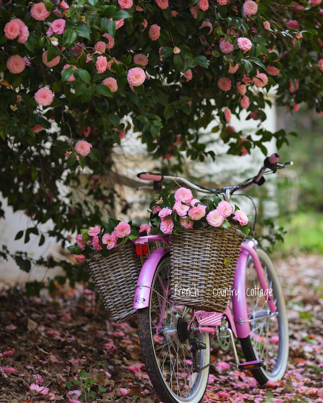 Фото Велосипед с цветами в корзинах, by frenchcountrycottage