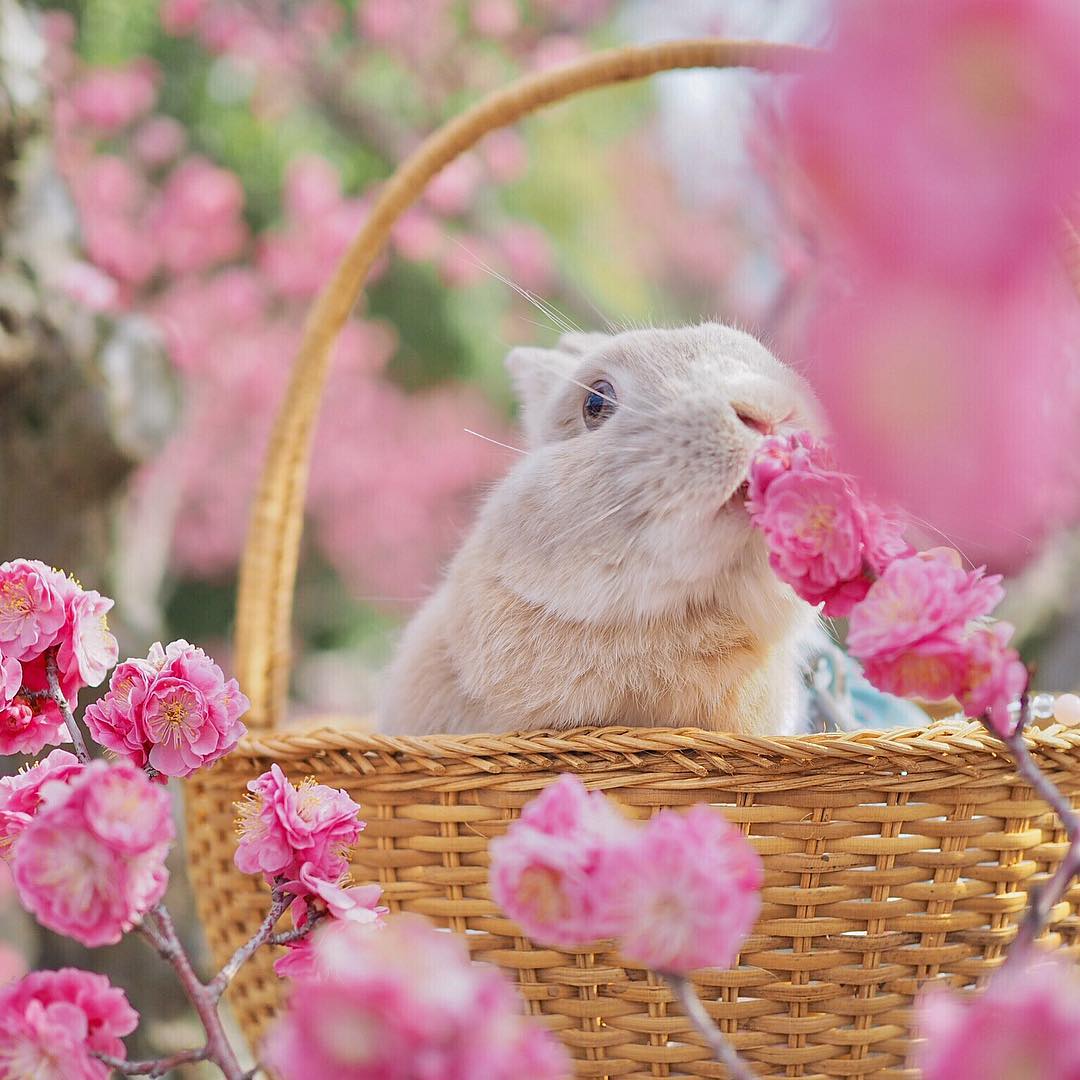 Милые кролики в цветах