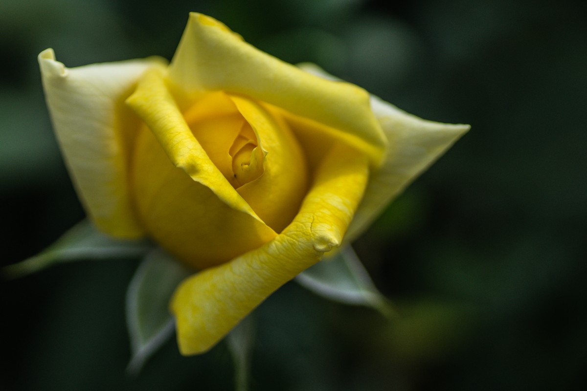 Розы лимонного цвета. Цветы лимонного цвета. Лимония цветок. Field with Yellow Roses.