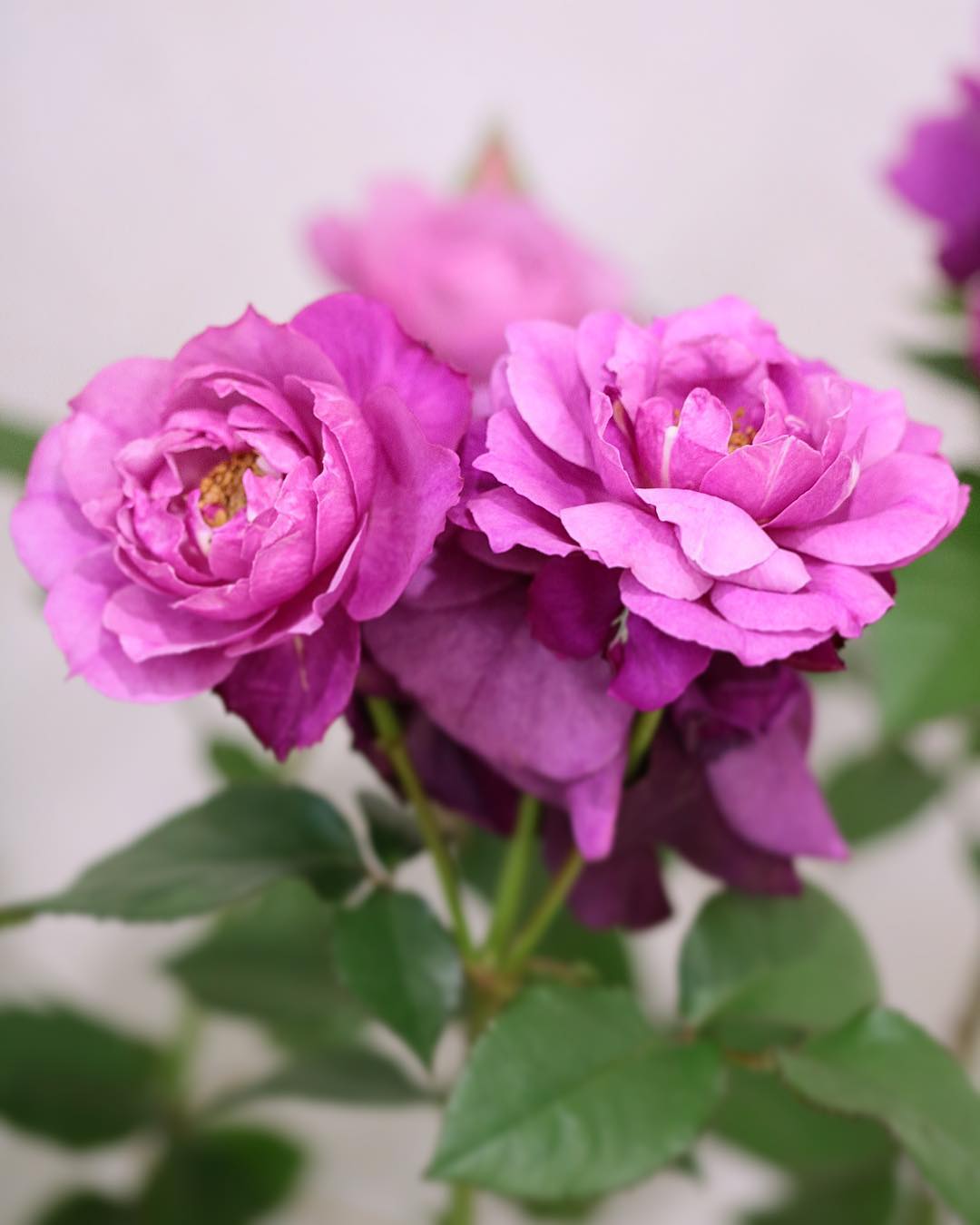 Фото Сиреневые розы на размытом фоне, by yui9942