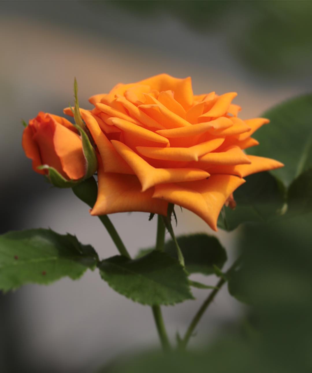Роза оранжевая бокаловидная