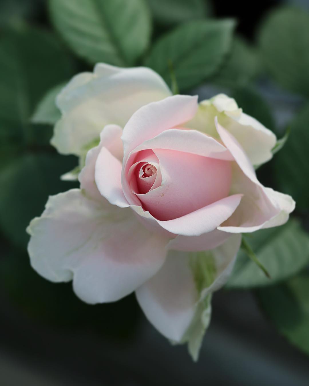 Фото Светлая роза на размытом фоне, by yui9942