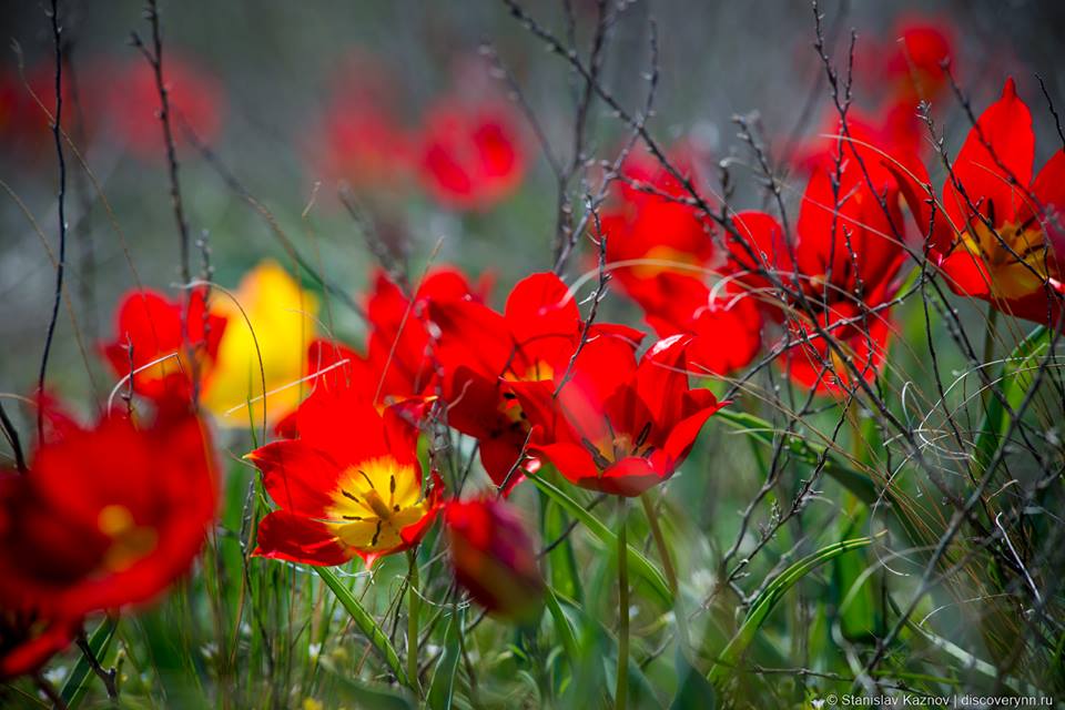 Фото Красные весенние тюльпаны. Фотограф Станислав Казнов