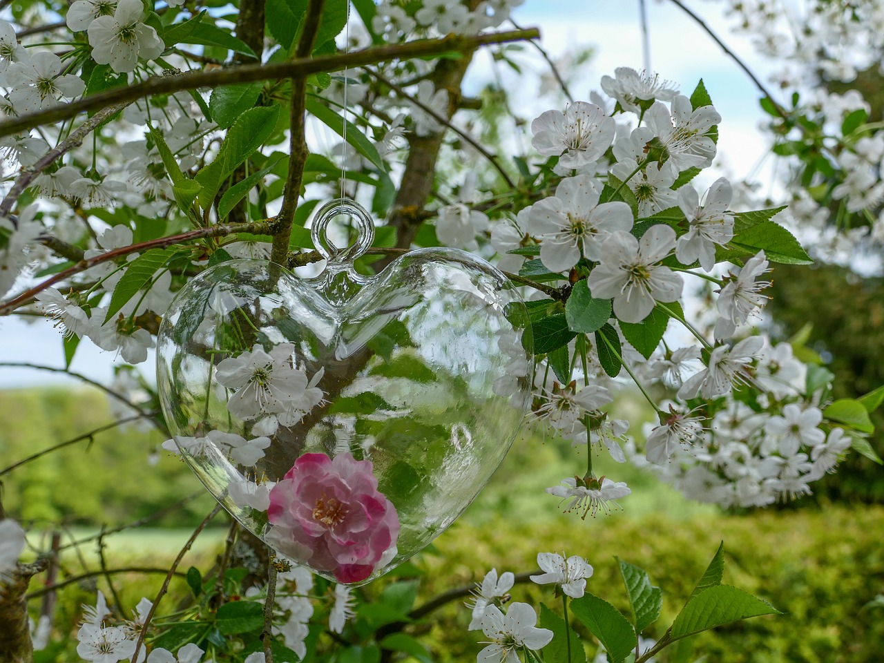 Фото Стеклянное декоративное сердечко висит на весенней ветке вишни, by Lilo
