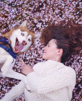 Фото Девушка и лайка лежат на розовых лепестках вишни