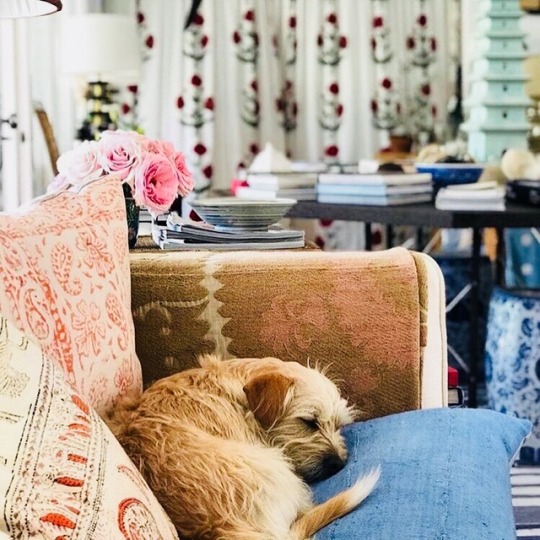 Фото Пес породы cavoodle puppy спит на диване в комнате