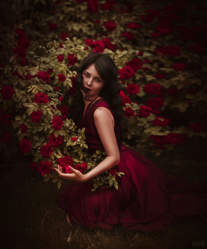 Фото Девушка у куста бордовых роз. Фотограф Светлана Беляева