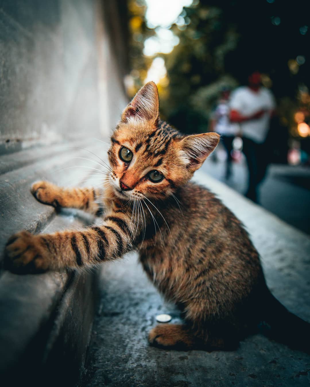 Фото Бездомный котенок у стены, by omeryesilirmak_