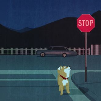 Фото Сиба-ину смотрит на дорожный знак (STOP / Стоп), by won hye min