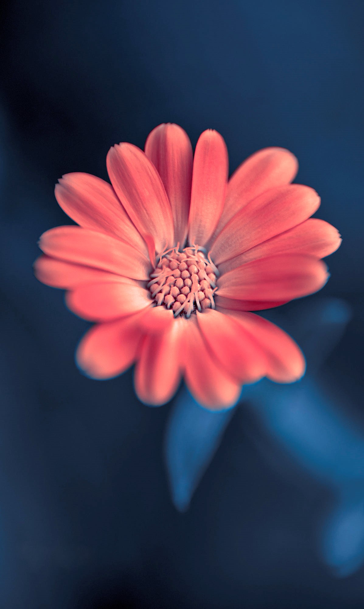 Фото Розовый цветок на синем фоне, фотограф Mevludin Sejmenovic