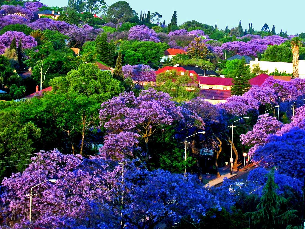 Фото Городской пейзаж с цветущей jacaranda / жакарандой (фиалковое дерево)