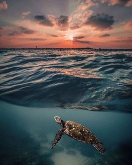 Фото Черепаха на воде