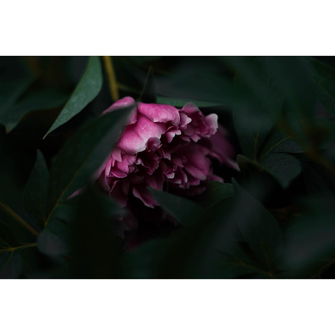 Фото Розовый пион за листвой, by alexandrplisik