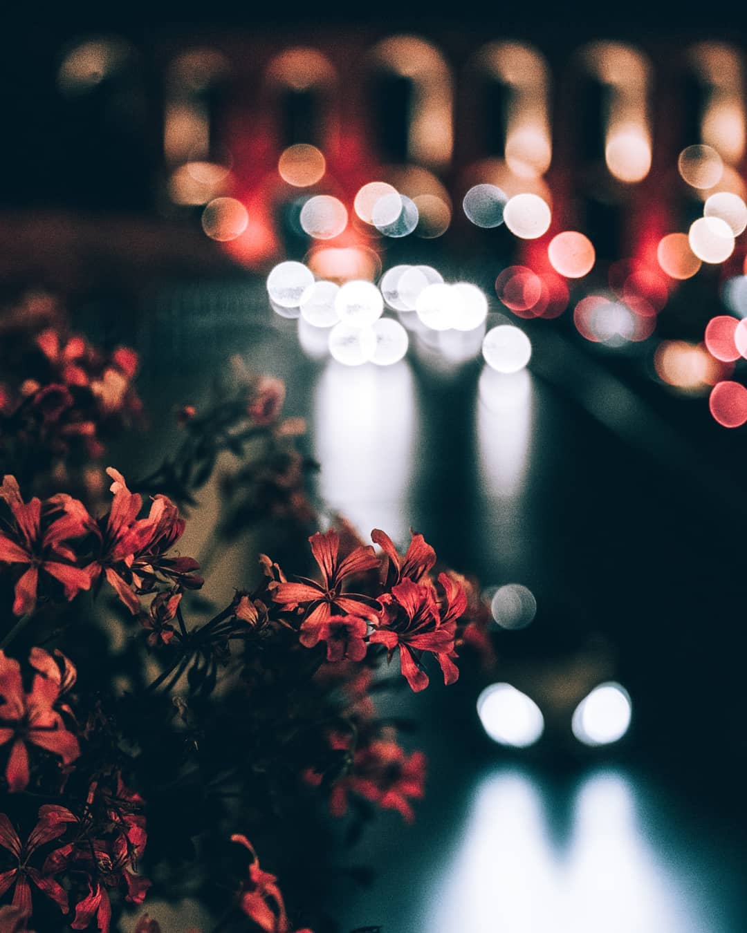 Фото Куст цветов на фоне ночных огней, by omeryesilirmak