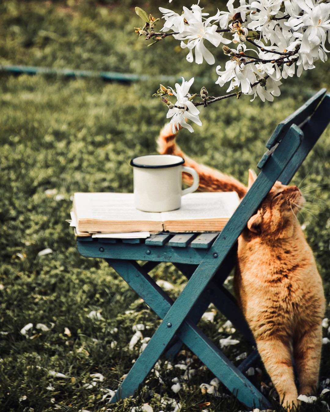 Фото Рыжая кошка у стула с кружкой, by Benjamin Prokaj