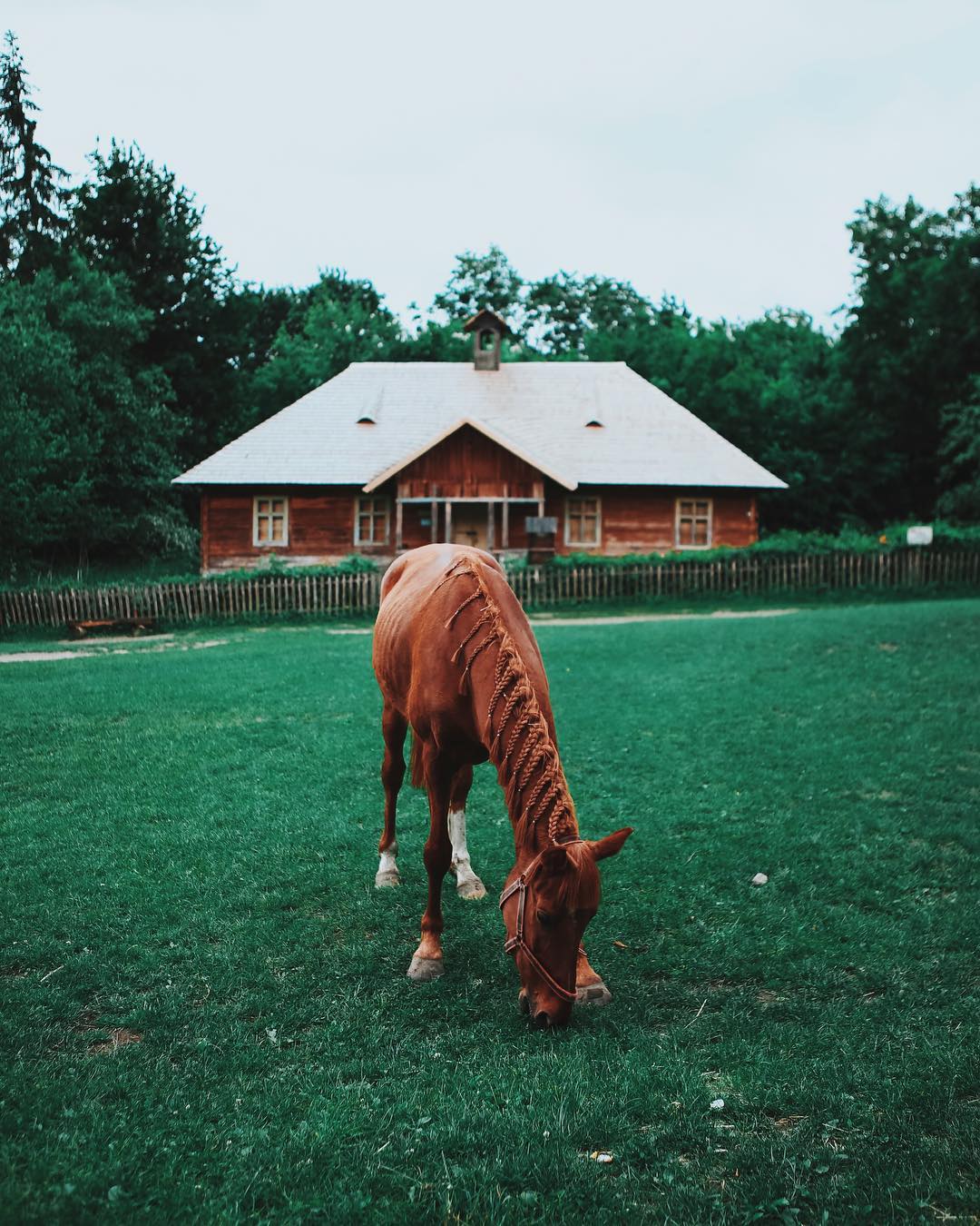 Фото Лошадь на лугу на фоне загородного домика. By Emre Evegi