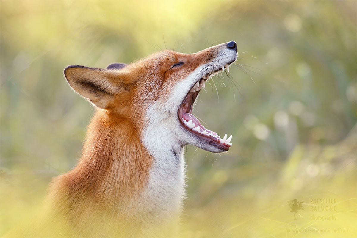 Lazy fox. Лиса с открытой пастью. Кричащая лиса. Лиса открыла рот.