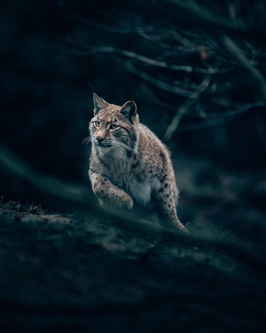 Фото Рысь в лесу, by Philipp Pilz