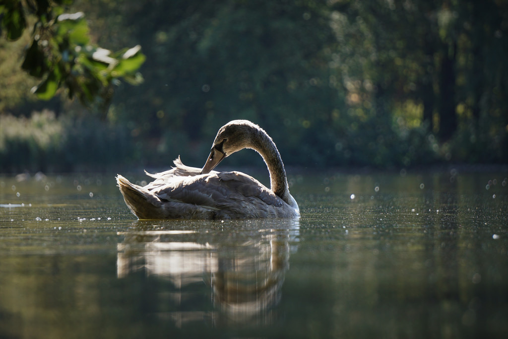 Фото Белый лебедь на воде